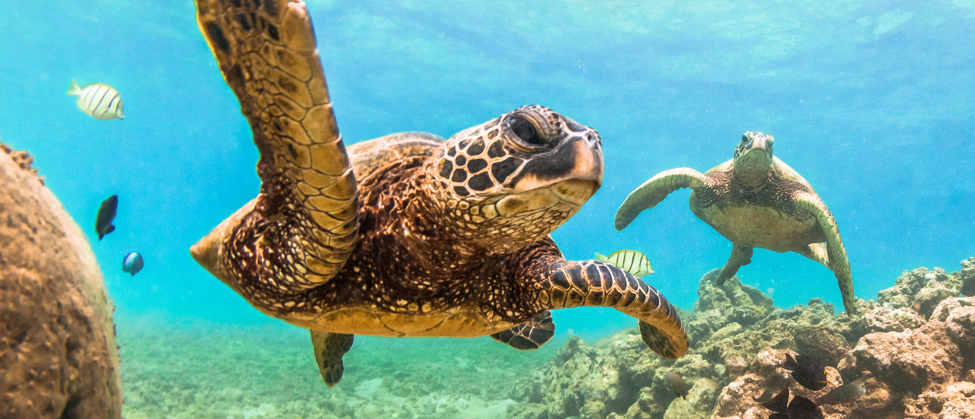 A Hawaiian Green Sea Turtle cruises in the warm waters of the Pacific Ocean of Hawaii